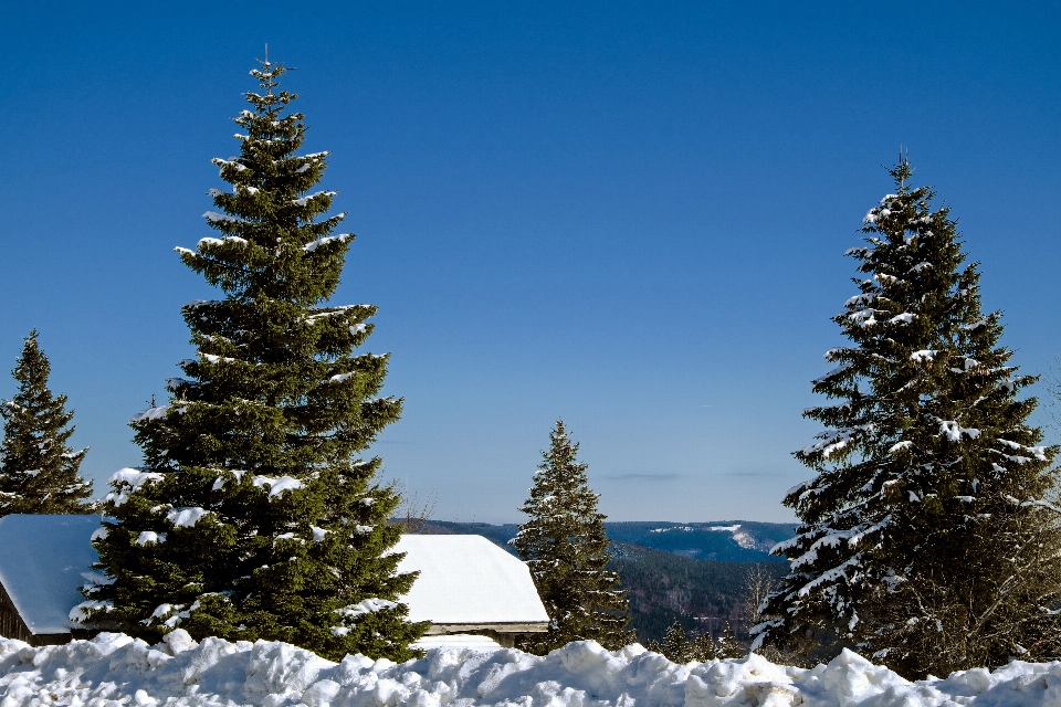 Paisaje árbol bosque montaña