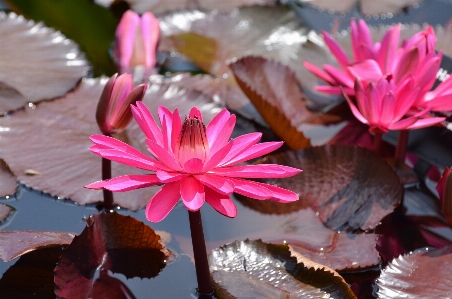 Water blossom plant leaf Photo