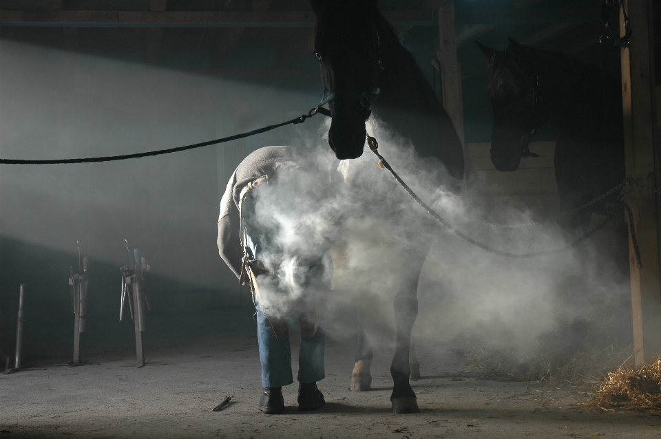 Cavalo escuridão
 ferrador
 ferro