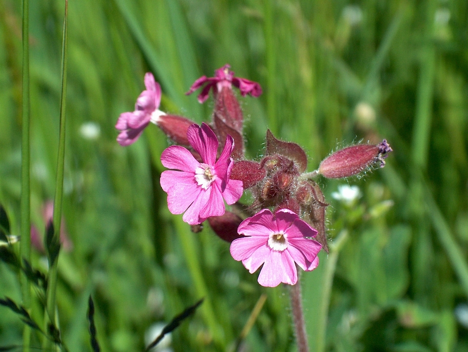 Nature blossom plant meadow