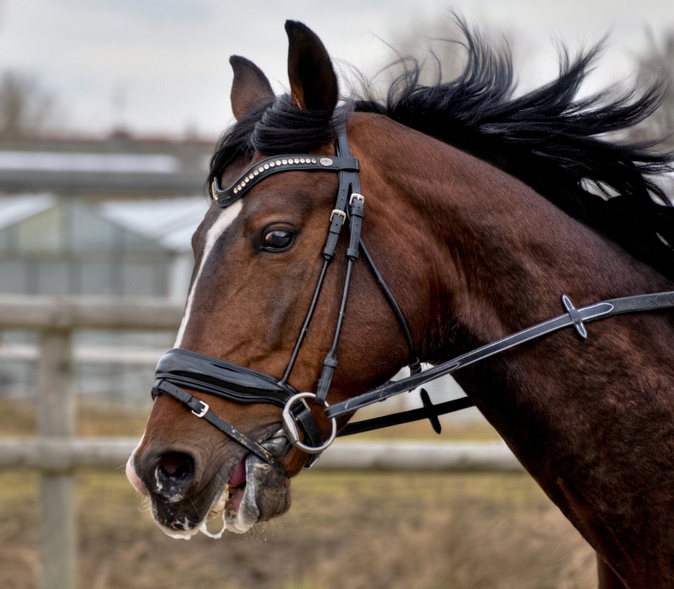 Wind pferd zügel
 hengst