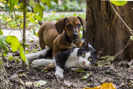 Grass game flower puppy Photo