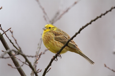 Nature branch bird flower Photo