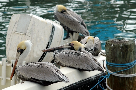 Water bird wing white Photo