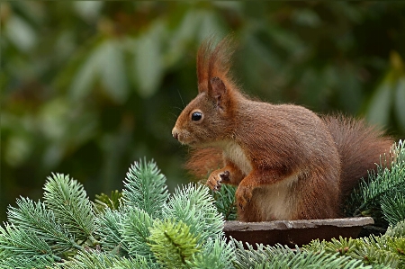 Tree grass animal wildlife Photo