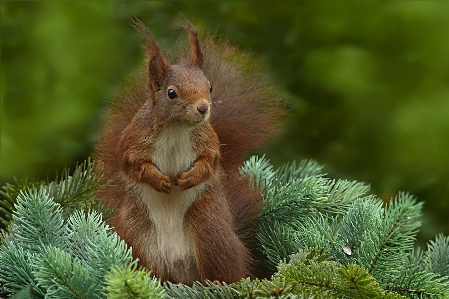 Tree branch animal wildlife Photo