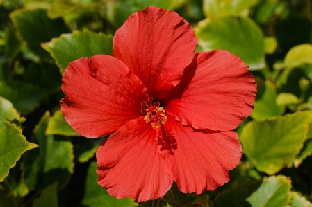 Nature blossom plant flower Photo