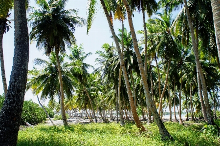 Tree forest plant sky Photo