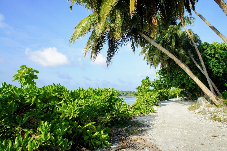 Pantai laut pesisir pohon