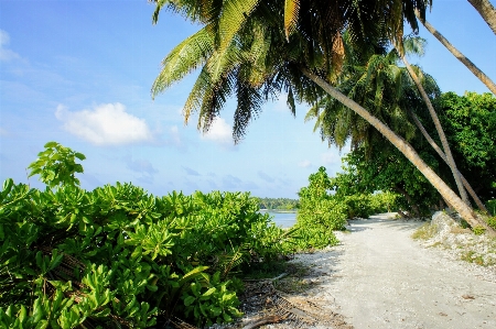 Beach sea coast tree Photo