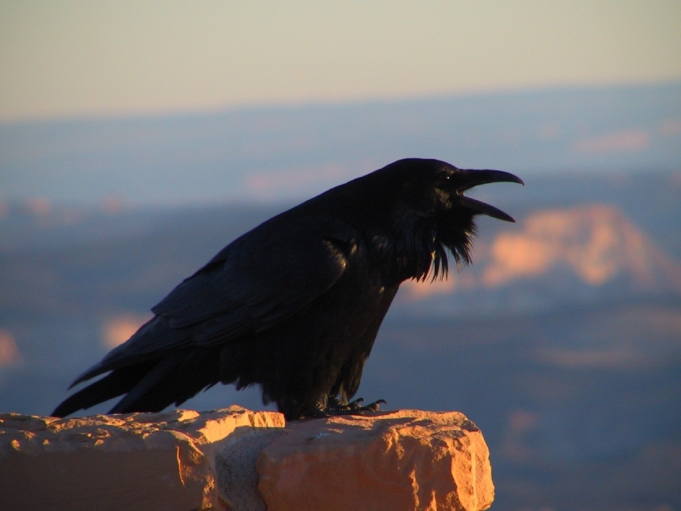 Naturaleza pájaro ala atardecer