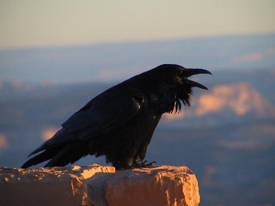 Foto Natureza pássaro asa pôr do sol