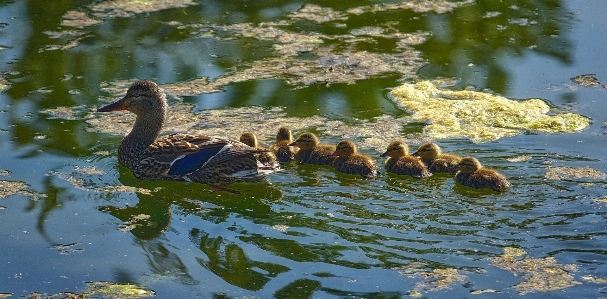 Foto Acqua natura uccello stagno