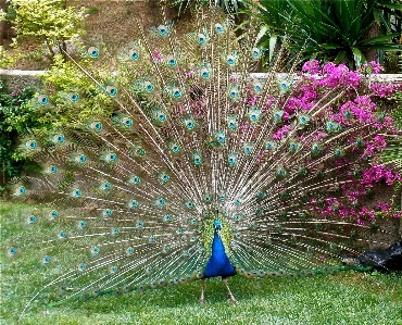 Vogel blume tierwelt muster Foto