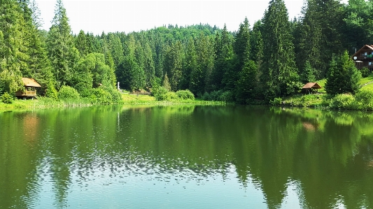 Landscape tree water nature Photo