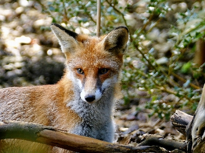 時計 森 荒野
 動物 写真