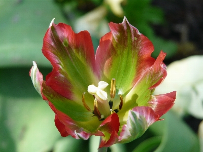 Nature blossom plant flower Photo