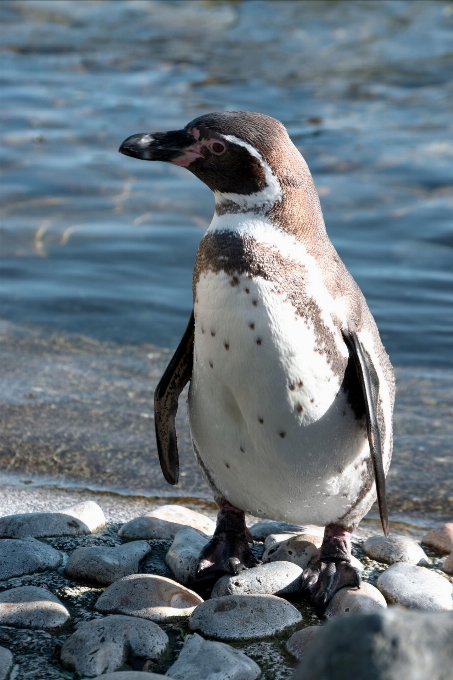 Mare natura uccello animali selvatici