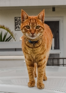 Foto All'aperto animale carino guardare