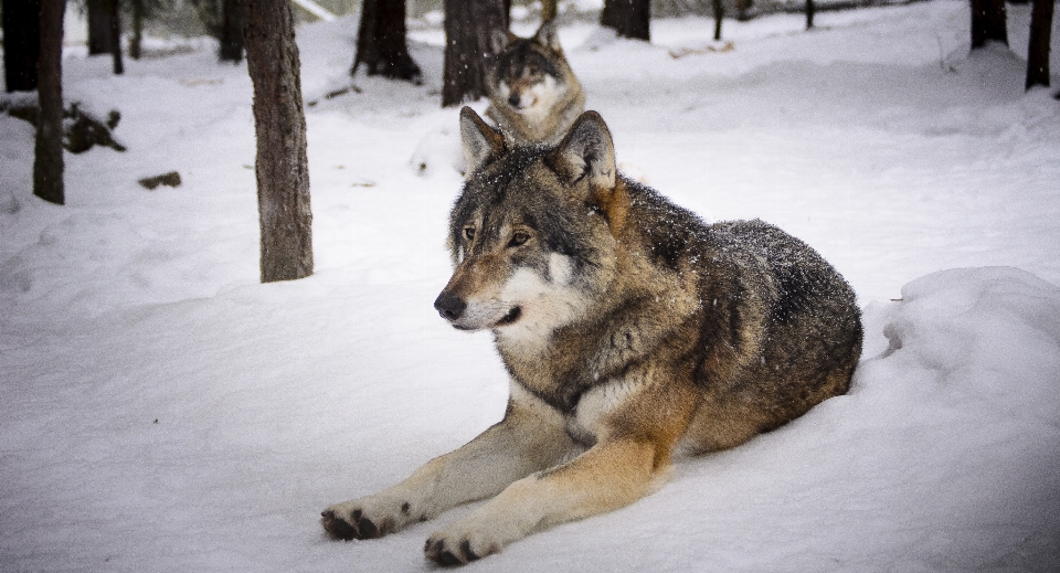 Neige hiver chien faune