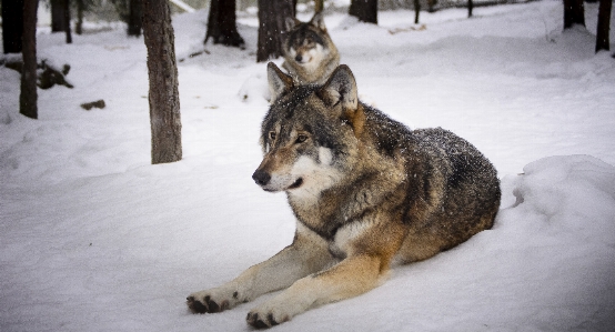 Snow winter dog wildlife Photo