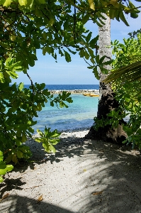 Beach sea coast tree Photo