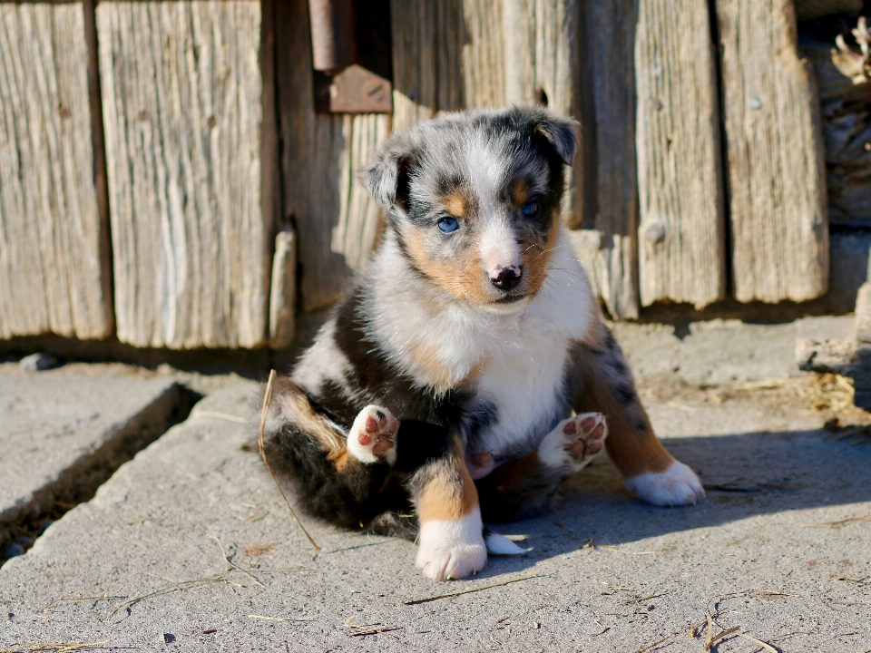 Puppy dog mammal blue eye