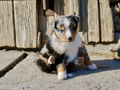 Foto Anak anjing mamalia mata biru
