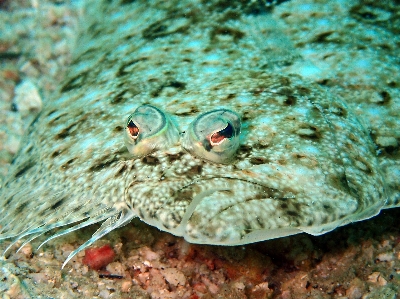 Foto Animais selvagens embaixo da agua biologia único
