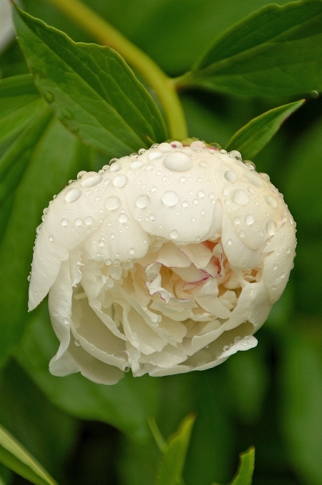 Natur blüte anlage weiss