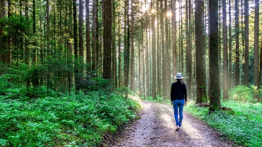 Zdjęcie Krajobraz drzewo natura las