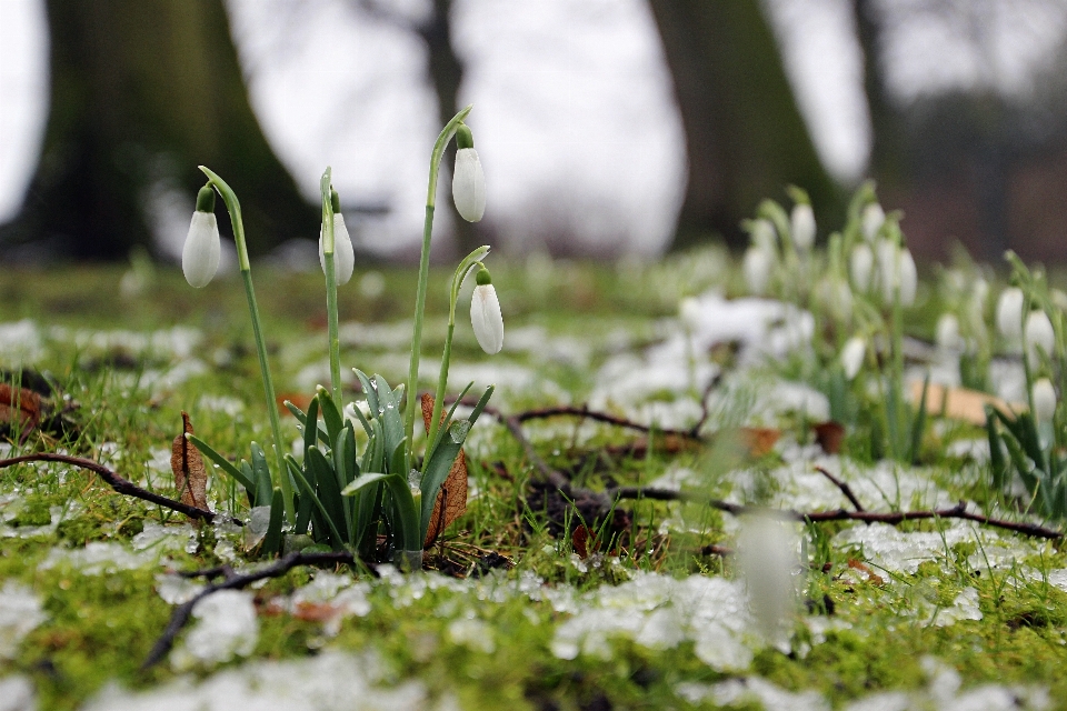 Natur gras zweig blüte