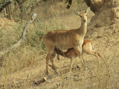 Prairie female wildlife deer Photo