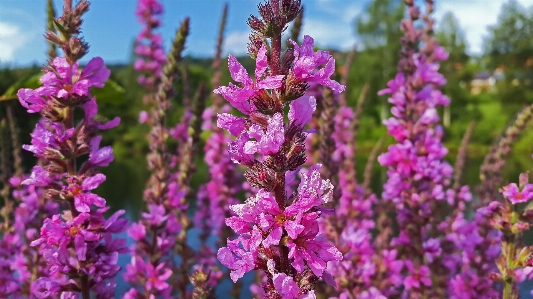 Nature blossom plant flower Photo