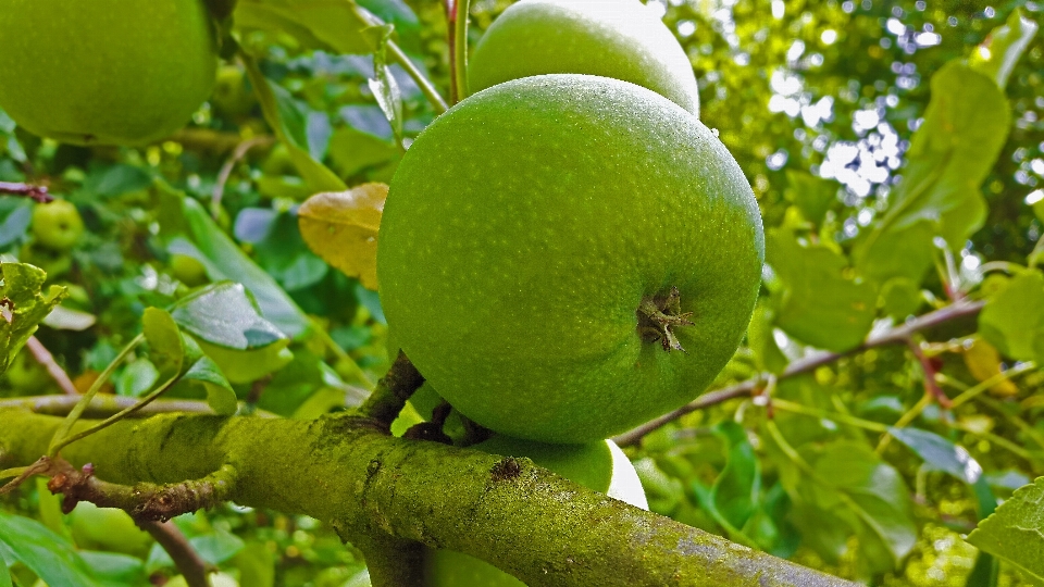 Apple albero ramo pianta