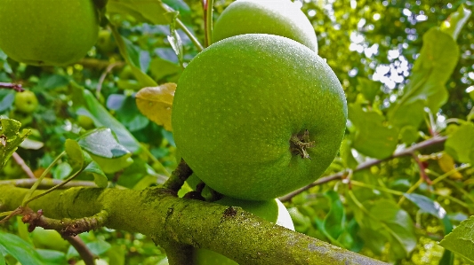 Foto Apple árbol rama planta