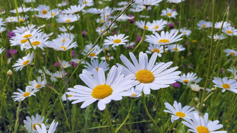 Landscape nature grass blossom