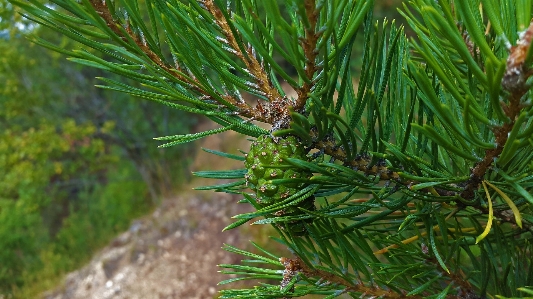 Tree nature forest branch Photo