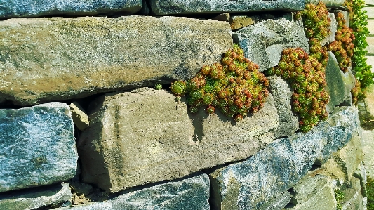 Tree nature rock plant Photo