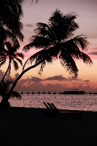 Beach sea coast tree Photo