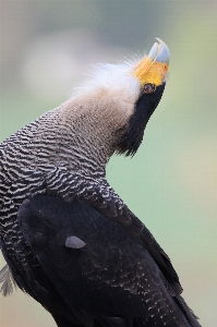 Bird wing beak fauna Photo