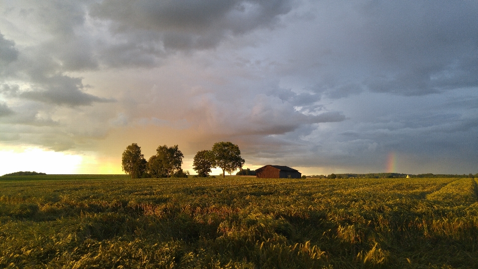 Landschaft baum natur gras