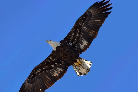 Foto Natura uccello ala animale