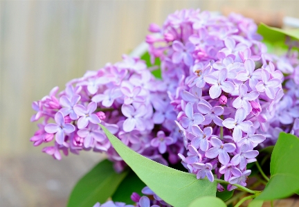 Nature branch blossom plant Photo