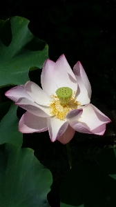 Blossom plant flower petal Photo