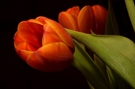 Anlage blume blütenblatt tulpe Foto