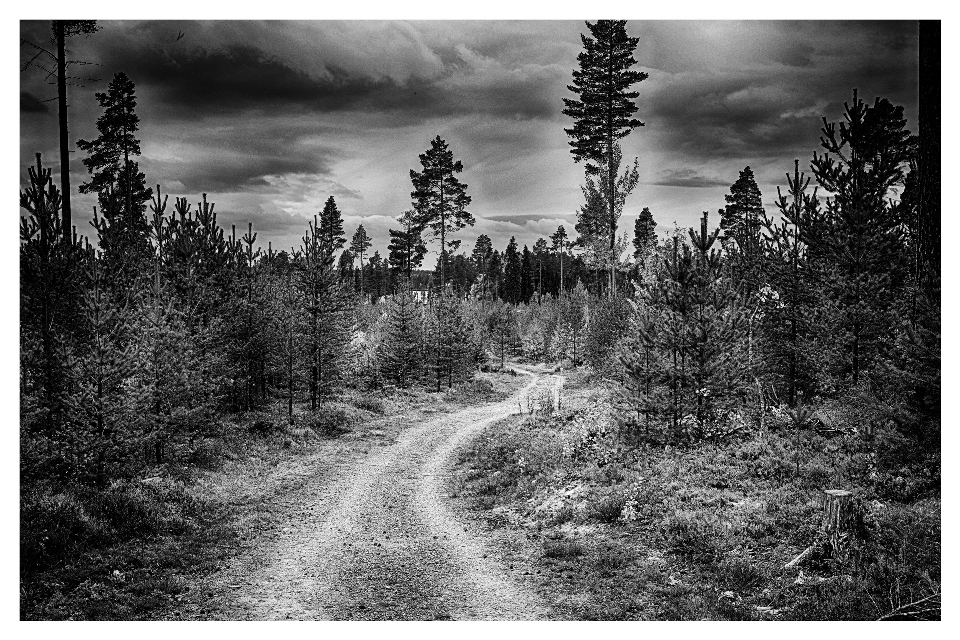 Drzewo natura las czarny i biały
