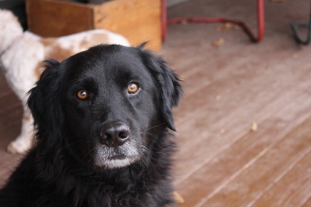 Foto Cucciolo cane mammifero nero