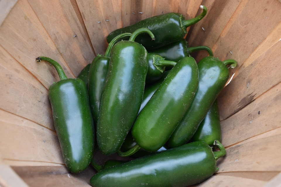 植物 食物 绿色的 胡椒