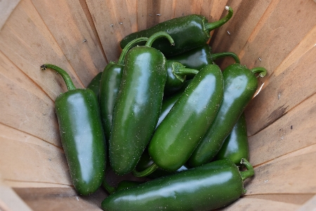 Plant food green pepper Photo